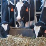 Is a Dairy Farm Business Legal Without Permissions in India