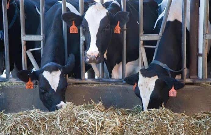 Is a Dairy Farm Business Legal Without Permissions in India