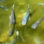Is a Fish Farming Business Legal Without Registration in India
