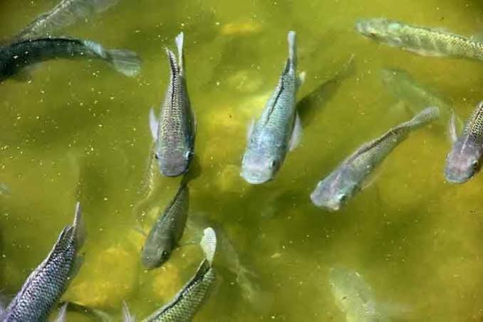 Is a Fish Farming Business Legal Without Registration in India